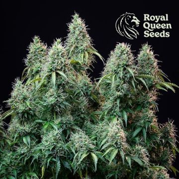 Amnesia Haze Automatic (Royal Queen Seeds) 5 Samen