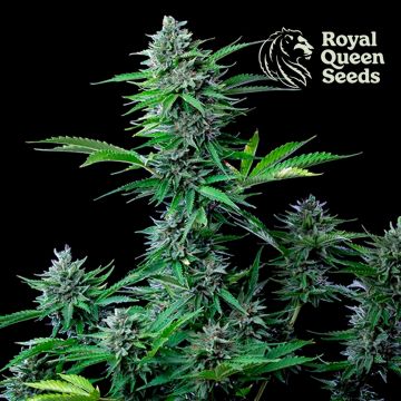 Medizinische Mix CBD (Royal Queen Seeds) 5 Samen