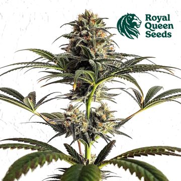 Dance World (Royal Queen Seeds)