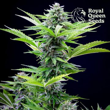 Fast Eddy Automatic CBD (Royal Queen Seeds) 5 Samen