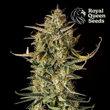 Fat Banana Automatic (Royal Queen Seeds) 3 Samen