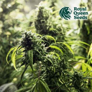 Painkiller XL (Royal Queen Seeds) 5 Samen