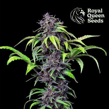 Purplematic CBD Autoflower (Royal Queen Seeds)