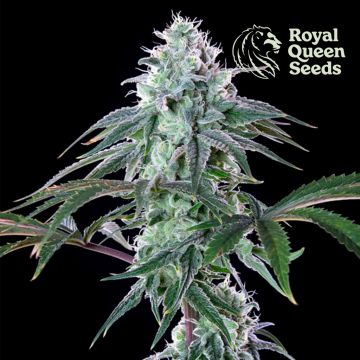 Royal Cheese Fast Flowering (Royal Queen Seeds) 5 Samen