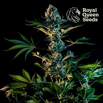 Royal Gorilla (Royal Queen Seeds) 3 Samen