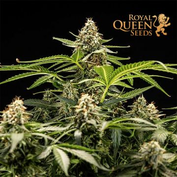 Titan F1 Auto (Royal Queen Seeds)