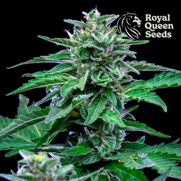 Stress Killer Automatic CBD (Royal Queen Seeds) 5 Samen