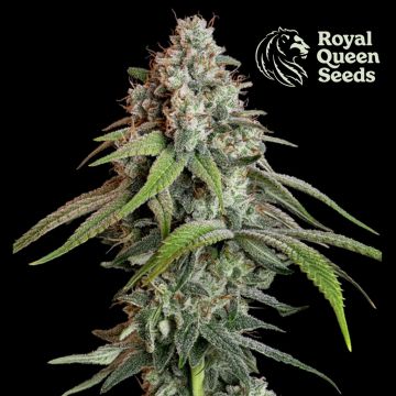 White Widow (Royal Queen Seeds) 5 Samen 