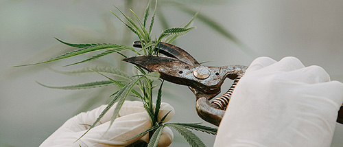 Cannabis fimmen mit einer Gartenschere.