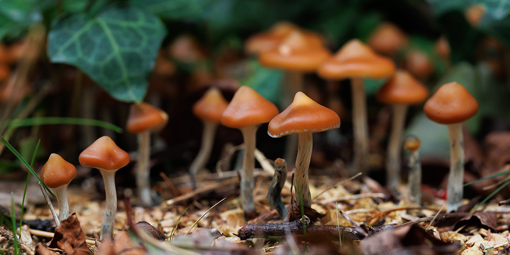 Psilocybe azurescens Pilze zwischen dem Efeu.