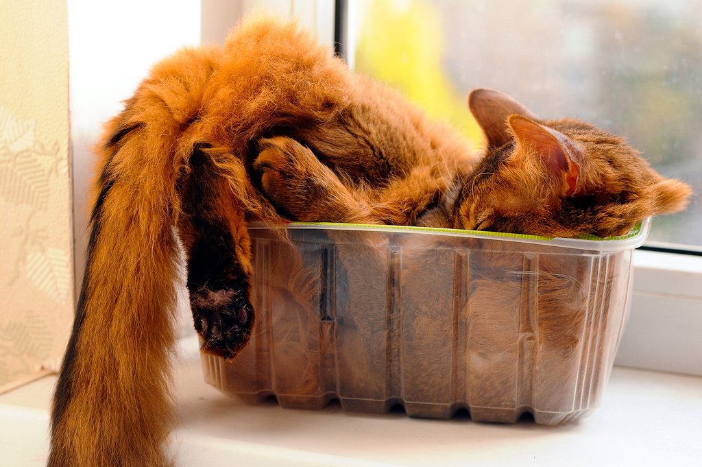 Eine Katze schläft in einer Plastikschale.