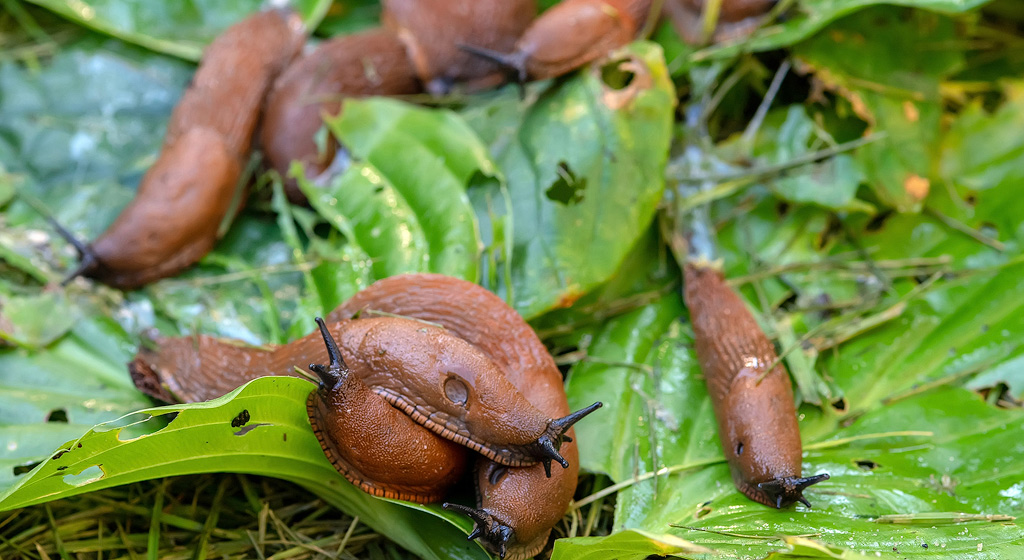 Viele Nacktschnecken auf Hostas als Ablenkung für andere Pflanzen.