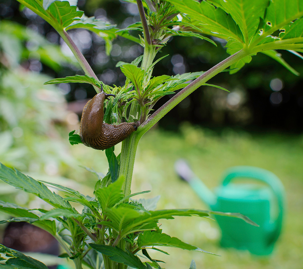 Eine Nacktschnecke auf einer Cannabispflanze.