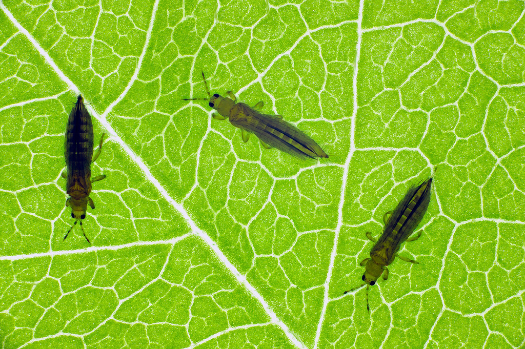 Thripse, Tierchen auf Cannabispflanze.