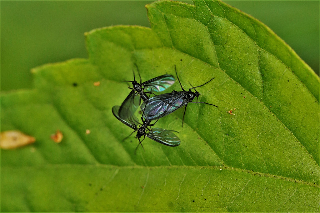 3 Trauermücken auf einem Blatt.