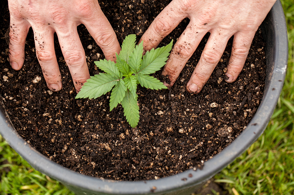 Zwei Hände auf der Erde einer Cannabispflanze in einem Topf.