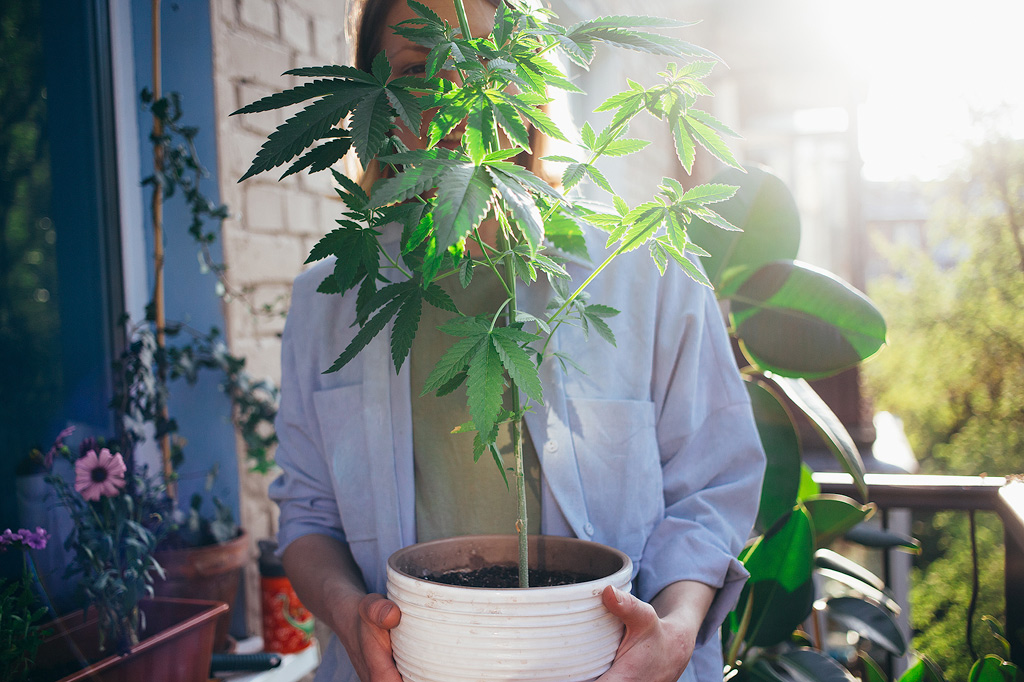 Eine junge Frau hebt einen Topf hoch und lacht durch die Blätter einer Cannabispflanze, die in diesem Topf gepflanzt ist.