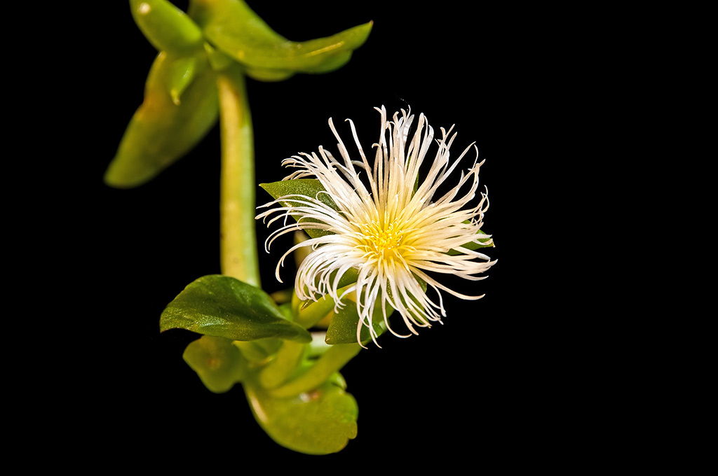 Blühende Kanna-Pflanze (Sceletium tortuosum)