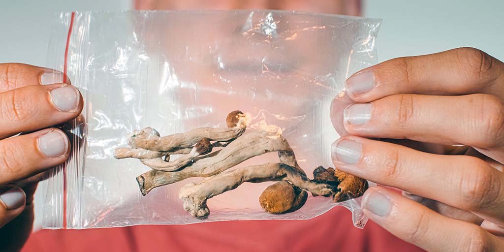 Magic Mushroom enthält mehr Psilocybin als sein Nachbar, Studie zeigt