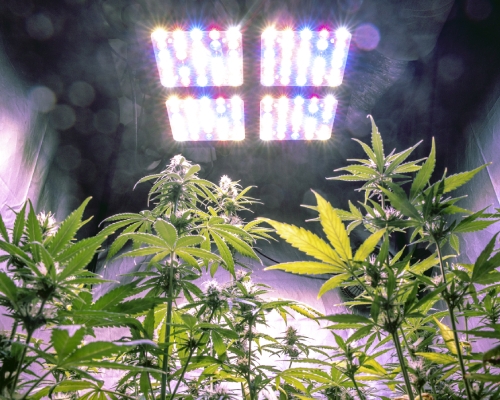 Hanf anbauen im Zimmer - So geht der Indoor Cannabis-Grow - Bonsanto®